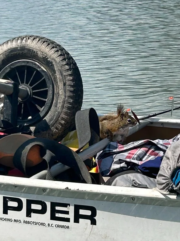 A canoe loaded on its portage cart, showing the wide cart wheels