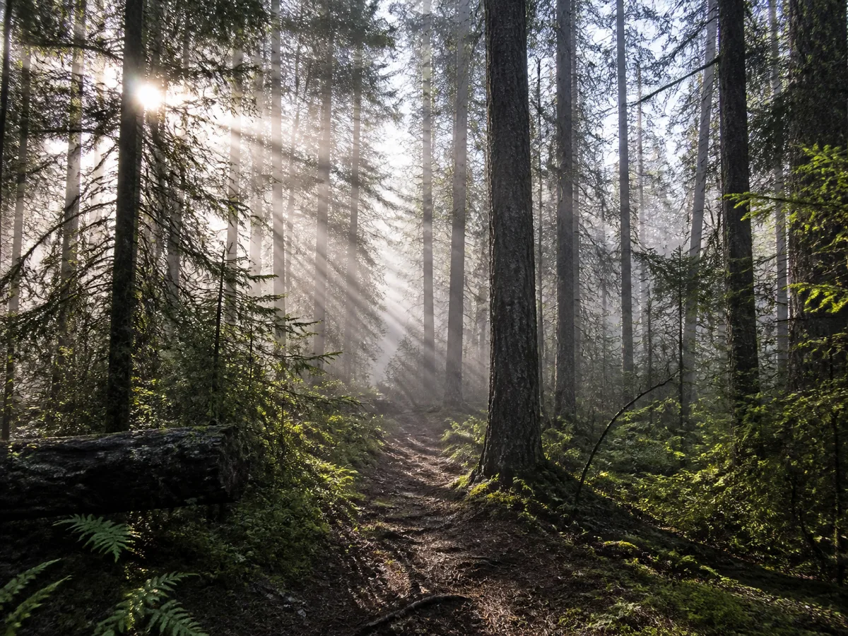 Sunlight breaking through dense evergreen forest along a Bowron Lake portage trail