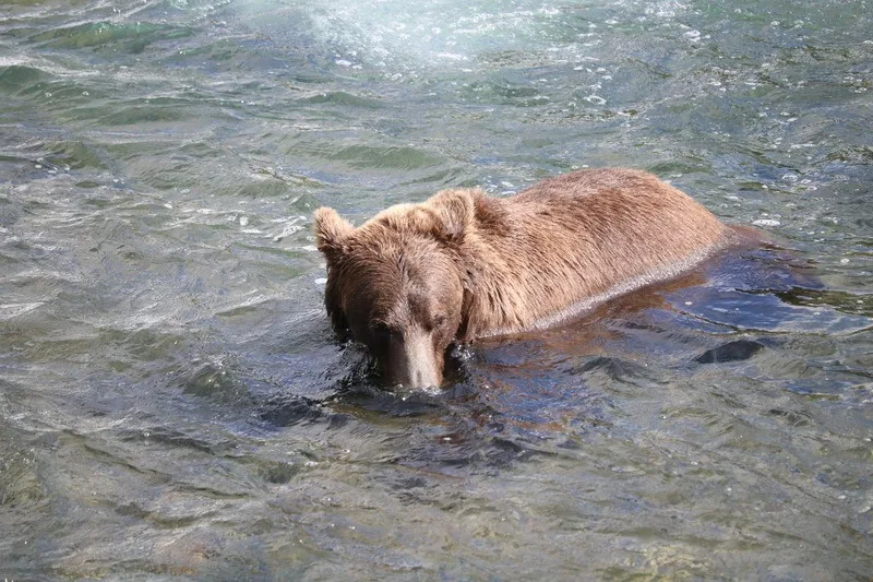 A grizzly bear wading in shallow water on the Bowron Lake Canoe Circuit