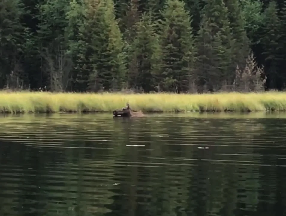 A moose feeding in the marshy water of the Bowron River