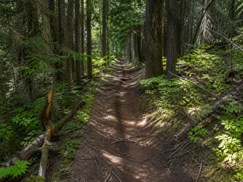 Narrow forest portage trail on the Bowron Lake Canoe Circuit